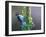 Woodpecker Mullen-Chris Vest-Framed Art Print