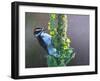 Woodpecker Mullen-Chris Vest-Framed Art Print