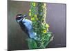 Woodpecker Mullen-Chris Vest-Mounted Art Print