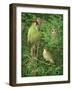 Woodpecker, Owl and Thrush-Birgitte Hendil-Framed Giclee Print