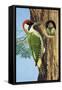 Woodpecker-R. B. Davis-Framed Stretched Canvas