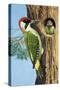 Woodpecker-R. B. Davis-Stretched Canvas