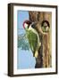 Woodpecker-R. B. Davis-Framed Giclee Print