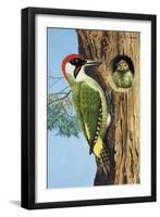 Woodpecker-R. B. Davis-Framed Giclee Print