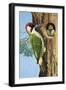 Woodpecker-R. B. Davis-Framed Giclee Print