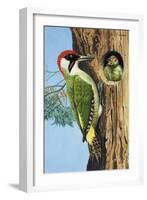 Woodpecker-R. B. Davis-Framed Giclee Print