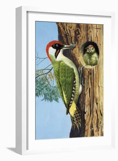 Woodpecker-R. B. Davis-Framed Giclee Print