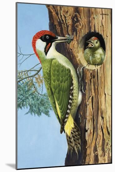 Woodpecker-R. B. Davis-Mounted Giclee Print