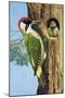 Woodpecker-R. B. Davis-Mounted Giclee Print