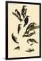 Woodpeckers-John James Audubon-Framed Giclee Print