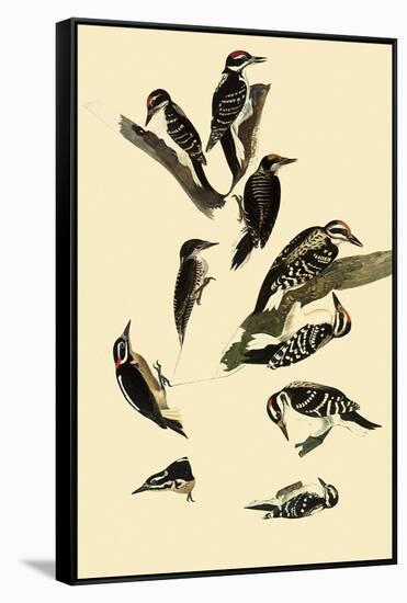 Woodpeckers-John James Audubon-Framed Stretched Canvas