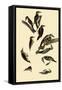 Woodpeckers-John James Audubon-Framed Stretched Canvas