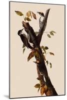 Woodpeckers-John James Audubon-Mounted Giclee Print