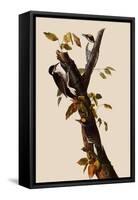 Woodpeckers-John James Audubon-Framed Stretched Canvas