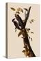 Woodpeckers-John James Audubon-Stretched Canvas