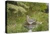 Woodpigeon in Garden Bird Bath-null-Stretched Canvas