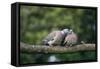 Woodpigeons X Two, on Branch-null-Framed Stretched Canvas