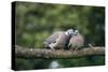 Woodpigeons X Two, on Branch-null-Stretched Canvas