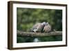 Woodpigeons X Two, on Branch-null-Framed Photographic Print