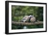 Woodpigeons X Two, on Branch-null-Framed Photographic Print