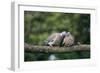 Woodpigeons X Two, on Branch-null-Framed Photographic Print