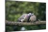 Woodpigeons X Two, on Branch-null-Mounted Photographic Print