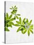 Woodruff, Galium Odoratum, Leaves, Green, Blossom-Axel Killian-Stretched Canvas