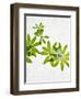 Woodruff, Galium Odoratum, Leaves, Green, Blossom-Axel Killian-Framed Photographic Print