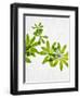 Woodruff, Galium Odoratum, Leaves, Green, Blossom-Axel Killian-Framed Photographic Print