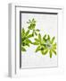 Woodruff, Galium Odoratum, Leaves, Green, Blossom-Axel Killian-Framed Photographic Print