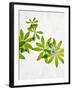 Woodruff, Galium Odoratum, Leaves, Green, Blossom-Axel Killian-Framed Photographic Print