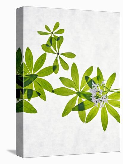 Woodruff, Galium Odoratum, Leaves, Green, Blossom-Axel Killian-Stretched Canvas