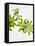 Woodruff, Galium Odoratum, Leaves, Green, Blossom-Axel Killian-Framed Stretched Canvas