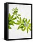 Woodruff, Galium Odoratum, Leaves, Green, Blossom-Axel Killian-Framed Stretched Canvas