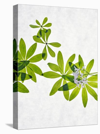 Woodruff, Galium Odoratum, Leaves, Green, Blossom-Axel Killian-Stretched Canvas