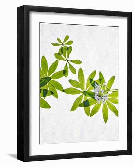 Woodruff, Galium Odoratum, Leaves, Green, Blossom-Axel Killian-Framed Photographic Print