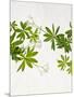 Woodruff, Galium Odoratum, Leaves, Green, Blossom-Axel Killian-Mounted Photographic Print