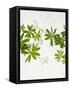 Woodruff, Galium Odoratum, Leaves, Green, Blossom-Axel Killian-Framed Stretched Canvas