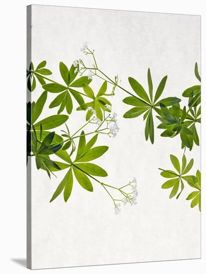 Woodruff, Galium Odoratum, Leaves, Green, Blossom-Axel Killian-Stretched Canvas