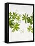 Woodruff, Galium Odoratum, Leaves, Green, Blossom-Axel Killian-Framed Stretched Canvas