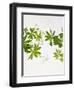 Woodruff, Galium Odoratum, Leaves, Green, Blossom-Axel Killian-Framed Photographic Print