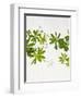 Woodruff, Galium Odoratum, Leaves, Green, Blossom-Axel Killian-Framed Photographic Print