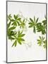 Woodruff, Galium Odoratum, Leaves, Green, Blossom-Axel Killian-Mounted Photographic Print