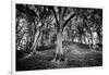 Woods at County Tipperary, Ireland-Simon Marsden-Framed Giclee Print