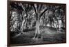 Woods at County Tipperary, Ireland-Simon Marsden-Framed Giclee Print