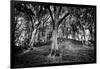 Woods at County Tipperary, Ireland-Simon Marsden-Framed Giclee Print