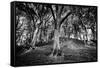 Woods at County Tipperary, Ireland-Simon Marsden-Framed Stretched Canvas