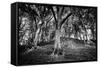 Woods at County Tipperary, Ireland-Simon Marsden-Framed Stretched Canvas