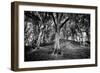 Woods at County Tipperary, Ireland-Simon Marsden-Framed Giclee Print