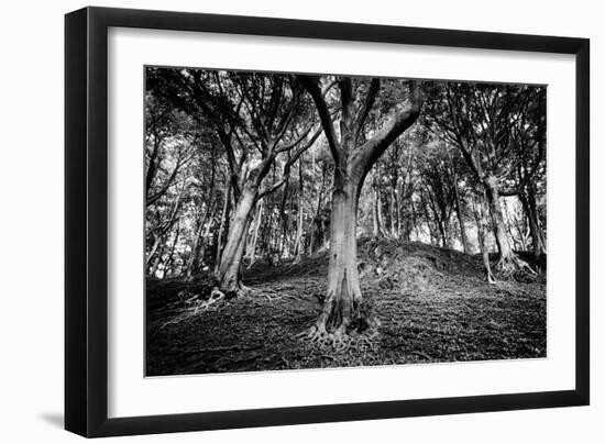 Woods at County Tipperary, Ireland-Simon Marsden-Framed Giclee Print